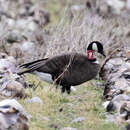 Image of Branta canadensis occidentalis (Baird & SF 1858)