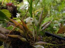 Plancia ëd Scaphyglottis crurigera (Bateman ex Lindl.) Ames & Correll