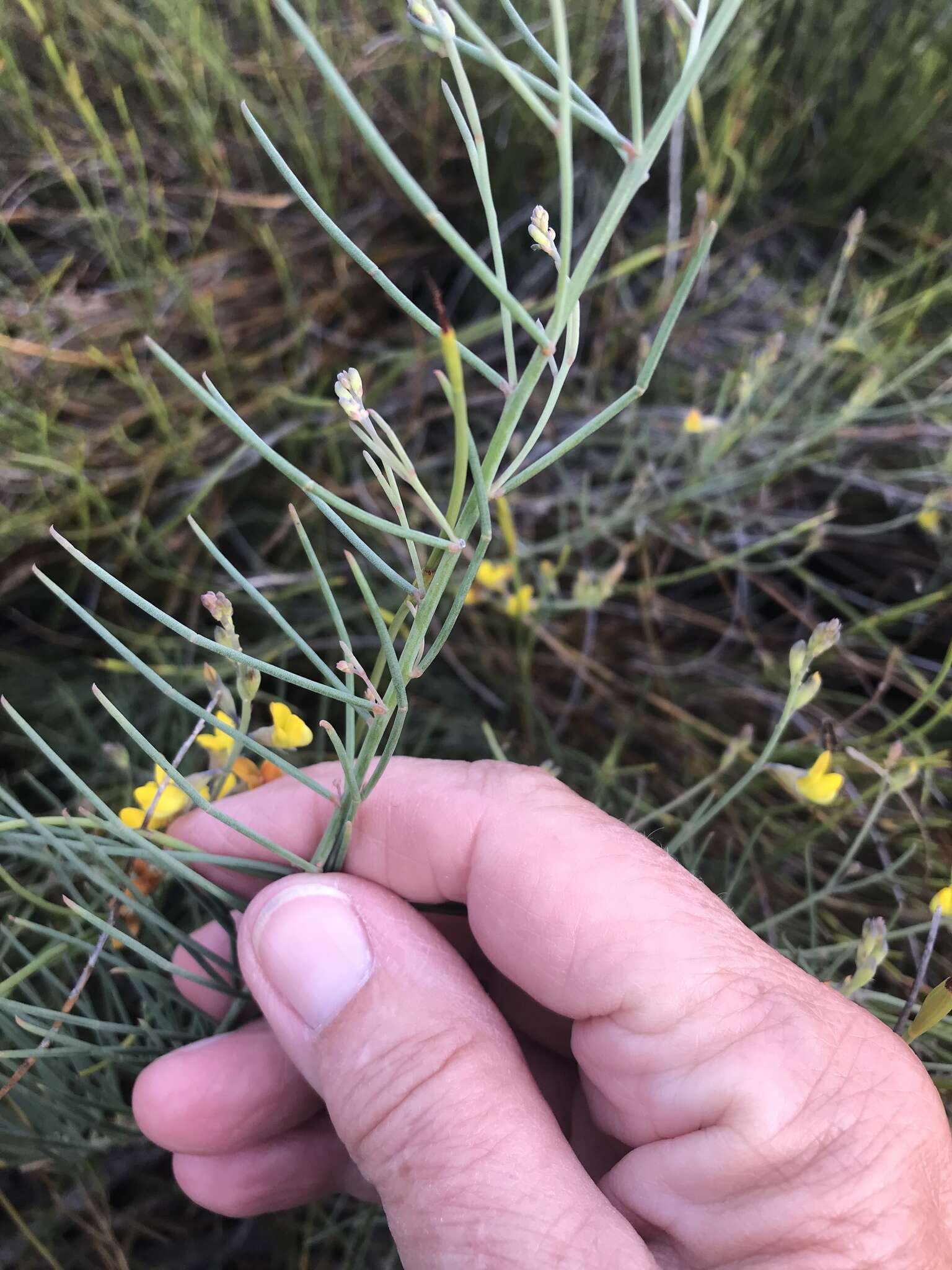 Image of Lebeckia contaminata (L.) Thunb.