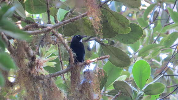 Imagem de Cyanolyca argentigula (Lawrence 1875)