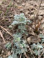 Dalea obovata (Torr. & A. Gray) Shinners resmi