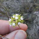 Eustegia minuta (L. fil.) N. E. Br. resmi