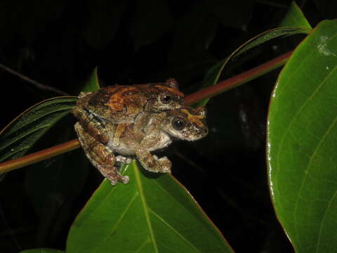 Image of Acre treefrog