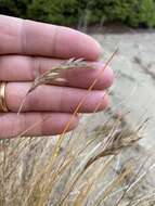 Image de Poa macrantha Vasey