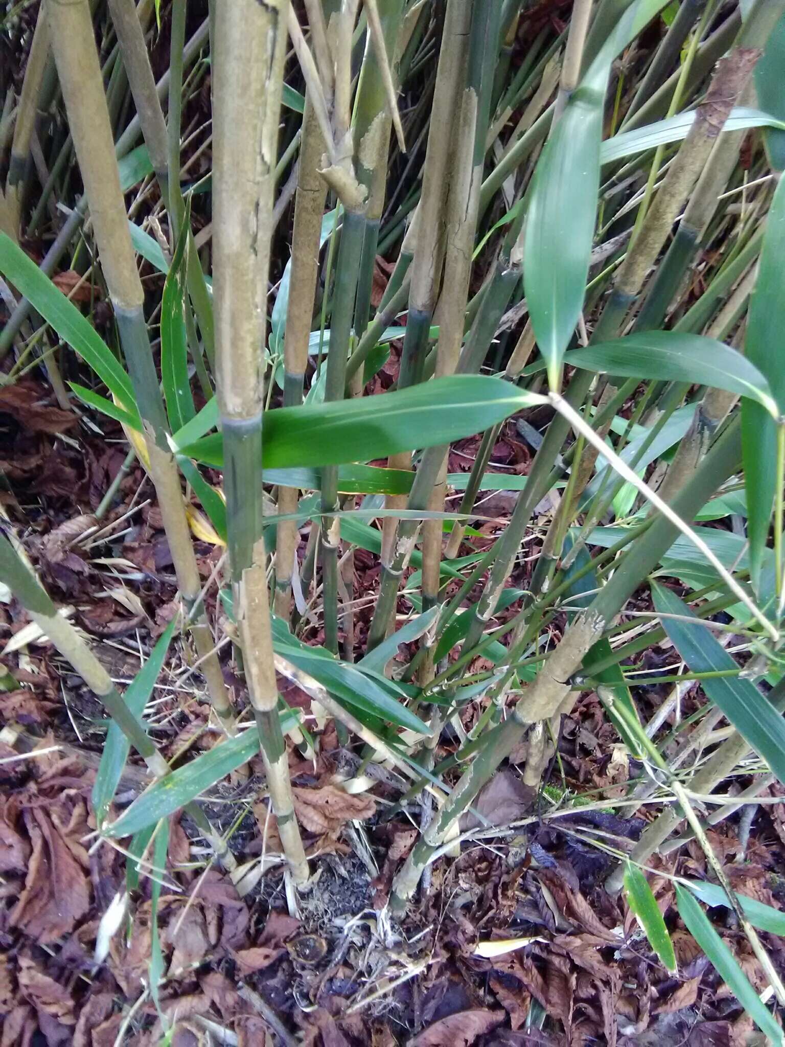 Image of arrow bamboo