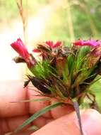 Image de Dianthus balbisii Ser.