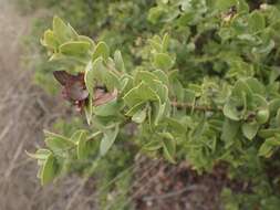 Plancia ëd Arctostaphylos pechoensis (Abrams) Dudley