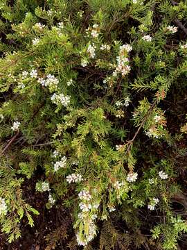 Image of Sannantha leratii (Schltr.) Peter G. Wilson