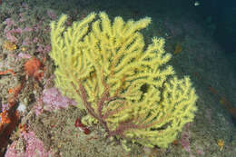 Image of chameleon sea fan