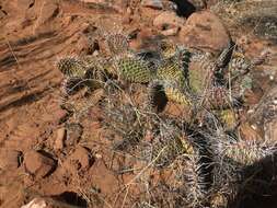 Image of Golden Prickly-pear