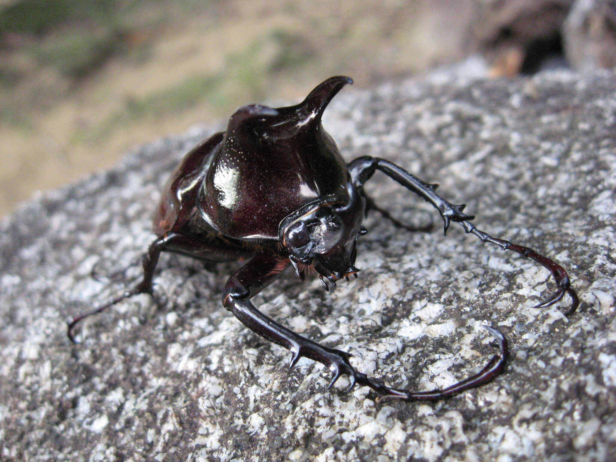 Image of Chalcosoma atlas keyboh Nagai 2004