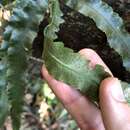 Image of Dryopteris podophylla (Hook.) O. Kuntze