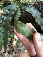 Image of Dryopteris podophylla (Hook.) O. Kuntze