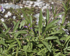 Image of pincushion beardtongue