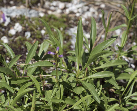 Penstemon procerus var. brachyanthus (Pennell) Cronq. resmi