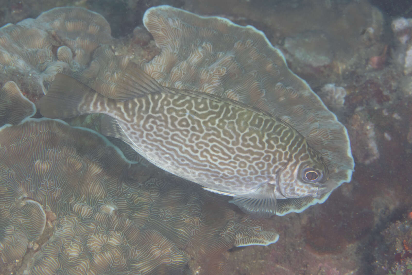 Image of Black spinefoot