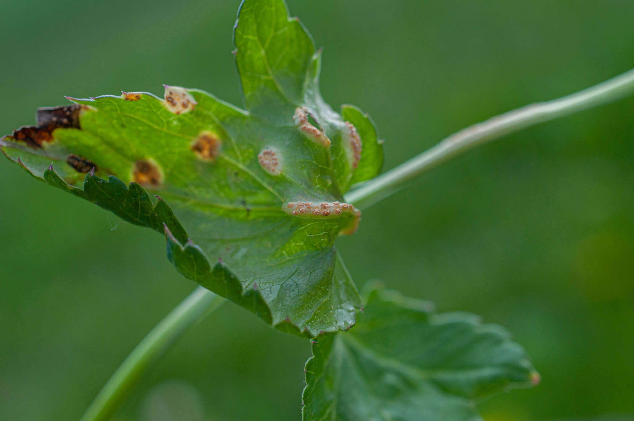 Puccinia pimpinellae (F. Strauss) Link 1824 resmi