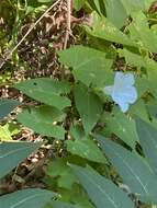 Image of Hedge False Bindweed