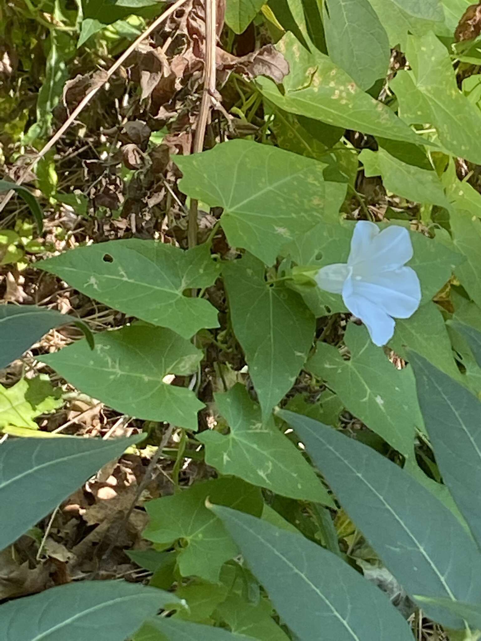 Image of Hedge False Bindweed