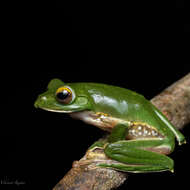 Image of Parachuting frog