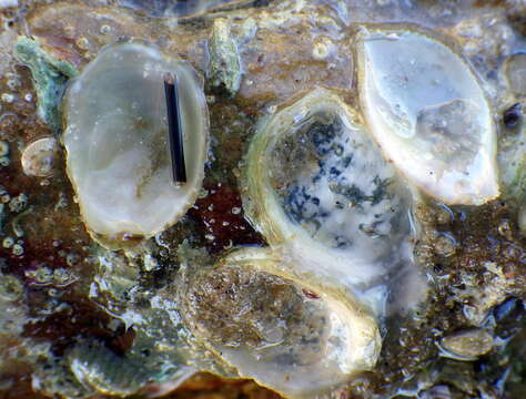 Image of Angasi oyster