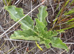 Image of Lichtensteinia trifida var. trifida