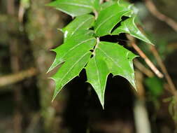 Imagem de Ilex bioritsensis Hayata