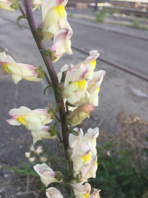 Image of Antirrhinum siculum Mill.