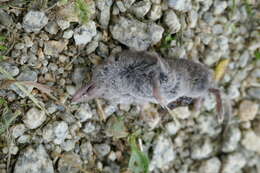 Image of greater white-toothed shrew, house shrew