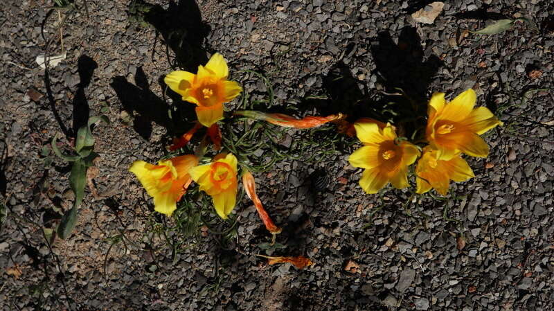 Image of Romulea tortuosa (Licht. ex Roem. & Schult.) Baker