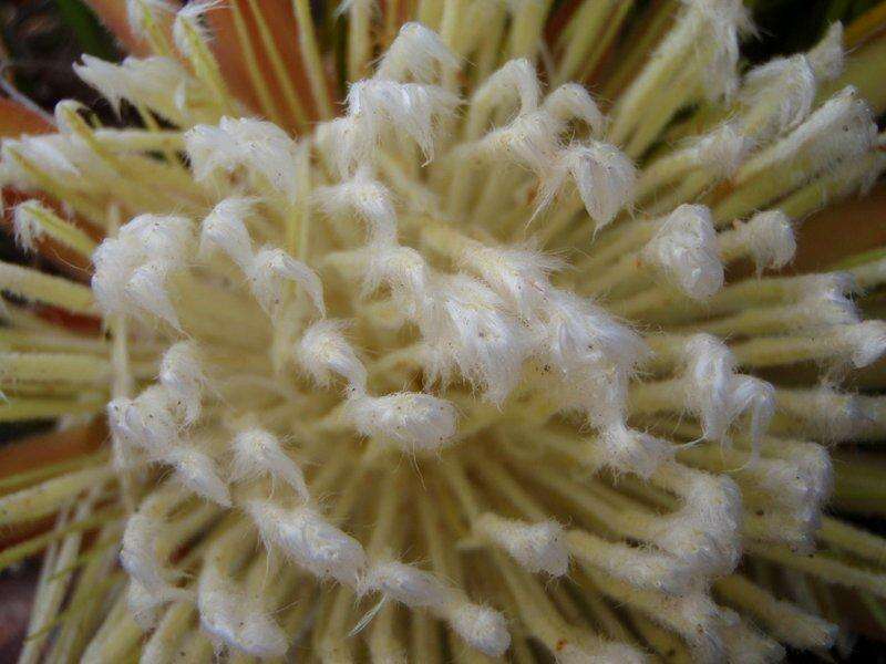 Image of Protea scorzonerifolia (Salisb. ex Knight) Rycroft