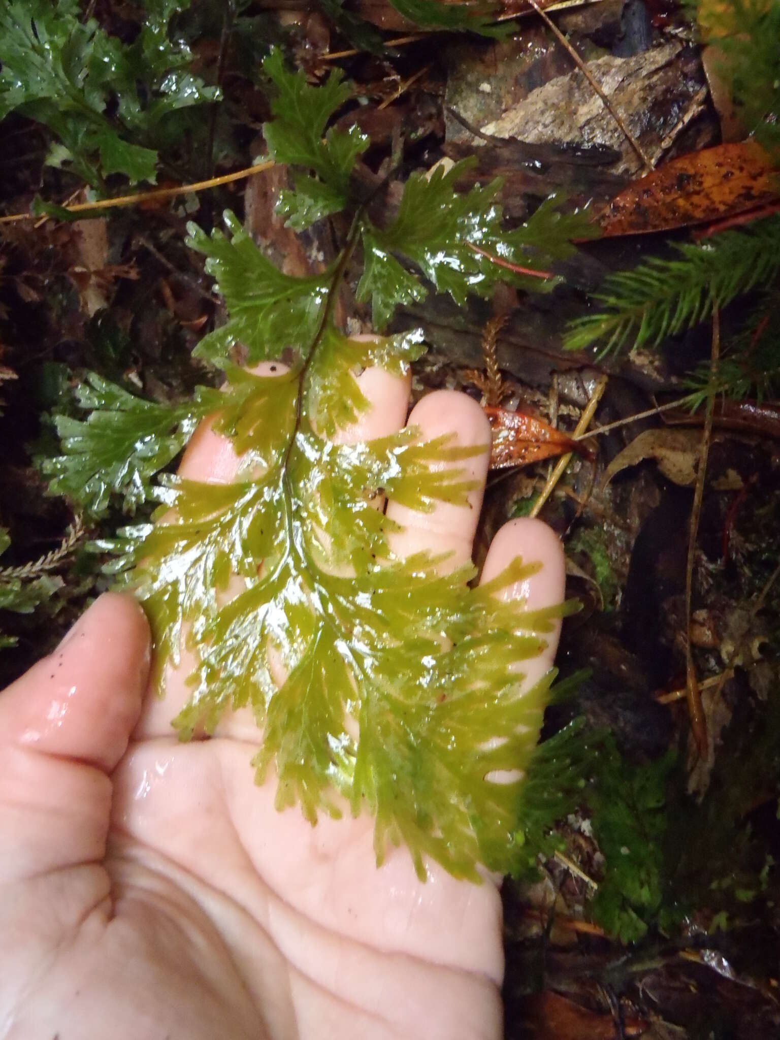 Image de Hymenophyllum dilatatum (G. Forst.) Sw.