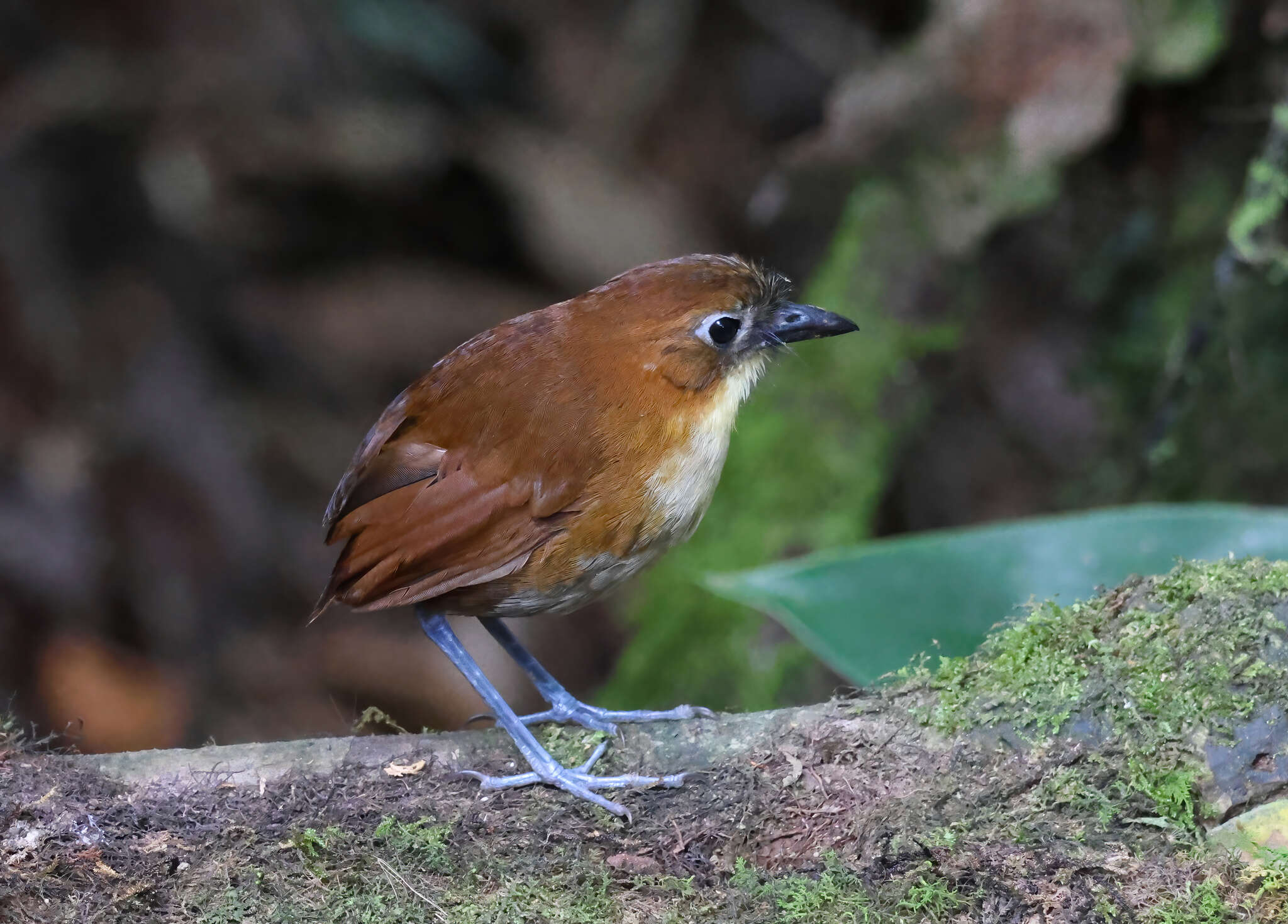 Image of Yellow-breasted Antpitta