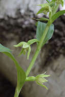 Image of Epipactis persica (Soó) Hausskn. ex Nannf.