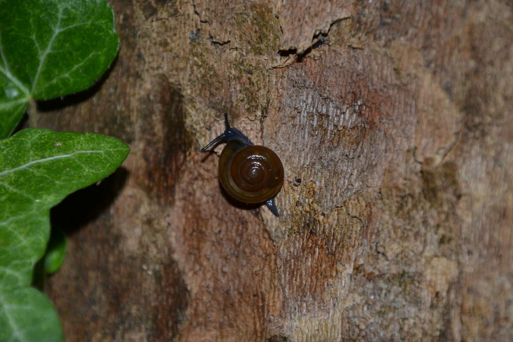 صورة Morlina glabra (Rossmässler 1835)