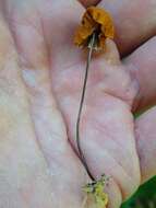 Image of Marasmius fulvoferrugineus Gilliam 1976