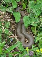 Image of Caucasus Subalpine Viper