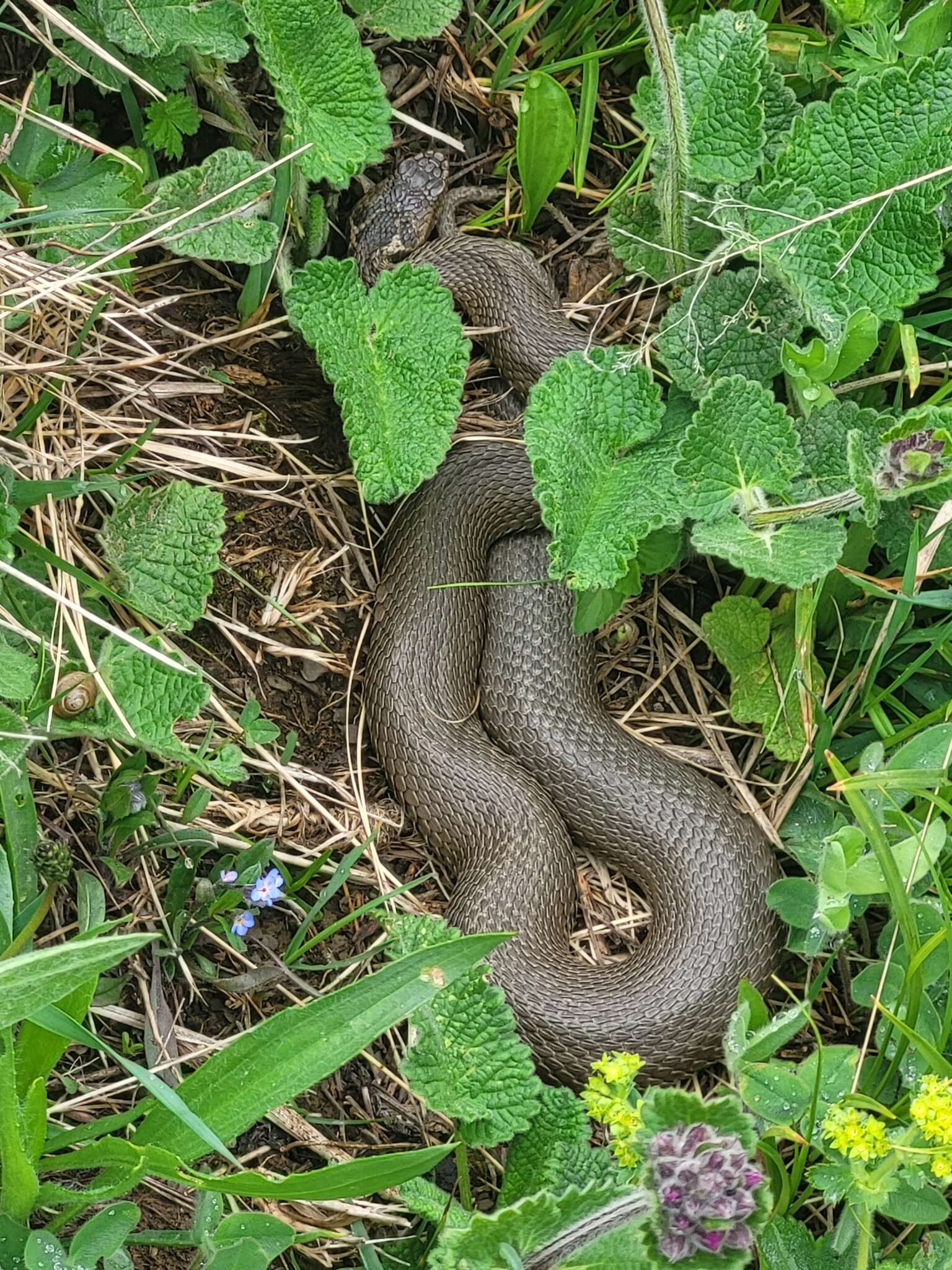 Image of Caucasus Subalpine Viper