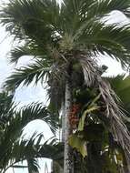 Image of betel palm