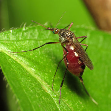 Image of <i>Psorophora ferox</i> (Van Humboldt 1819)
