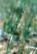 Image of Parry's Sedge