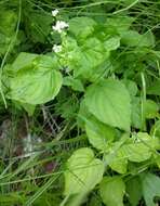 Image of small enchanter's nightshade