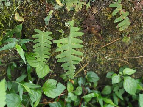 Goniophlebium transpianense (Yamam.) L. Y. Kuo的圖片