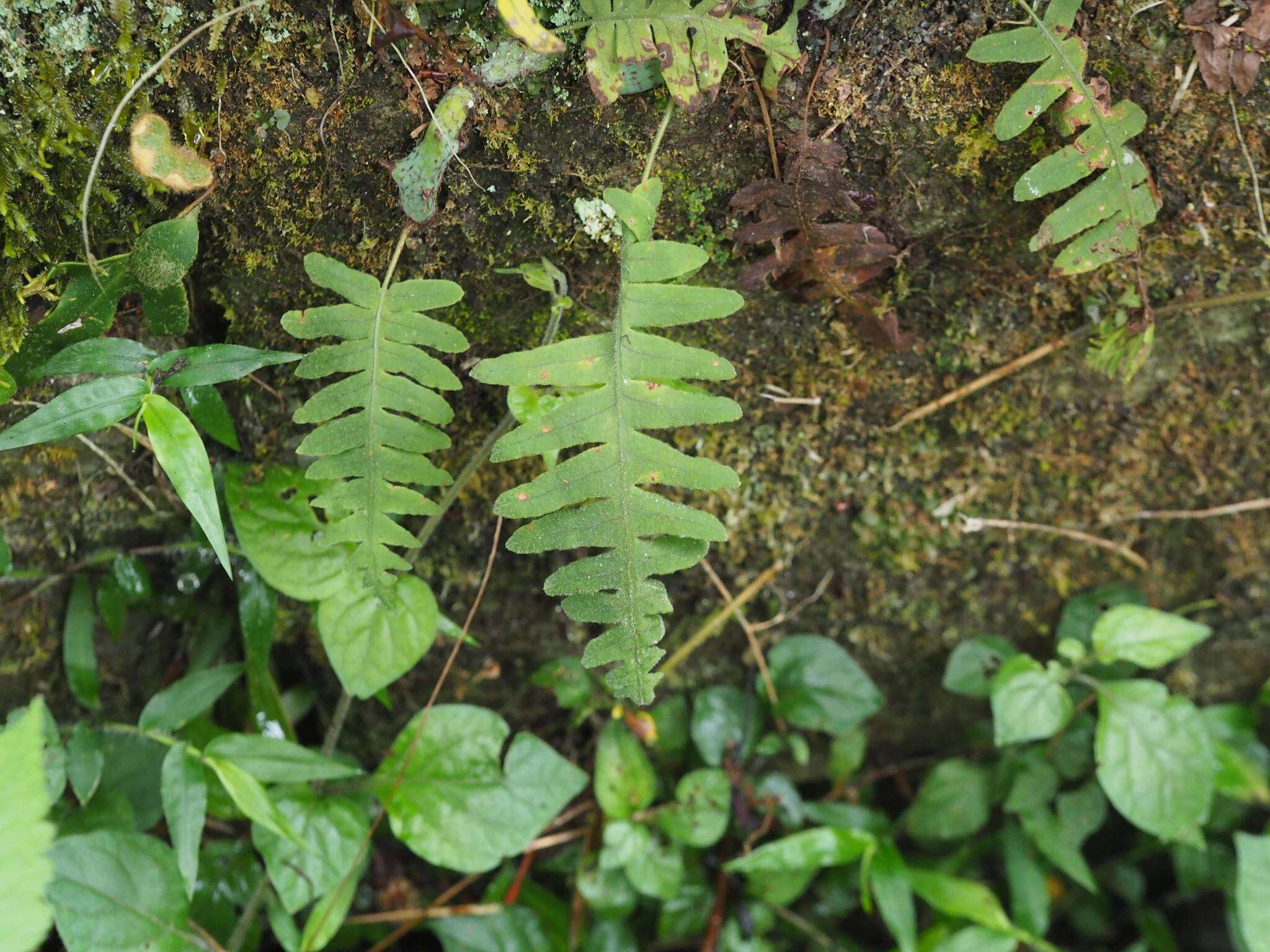 Goniophlebium transpianense (Yamam.) L. Y. Kuo的圖片