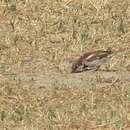 Passer domesticus balearoibericus Jordans 1923 resmi