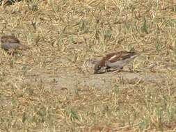 صورة Passer domesticus balearoibericus Jordans 1923