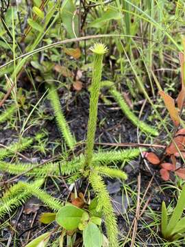 Image of Feather-Stem Club-Moss