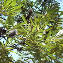 Image of Banksia integrifolia subsp. compar (R. Br.) K. R. Thiele