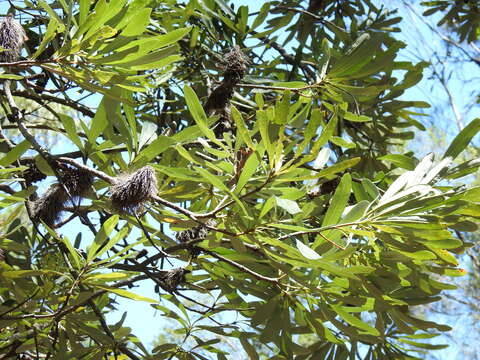 Image of Banksia integrifolia subsp. compar (R. Br.) K. R. Thiele