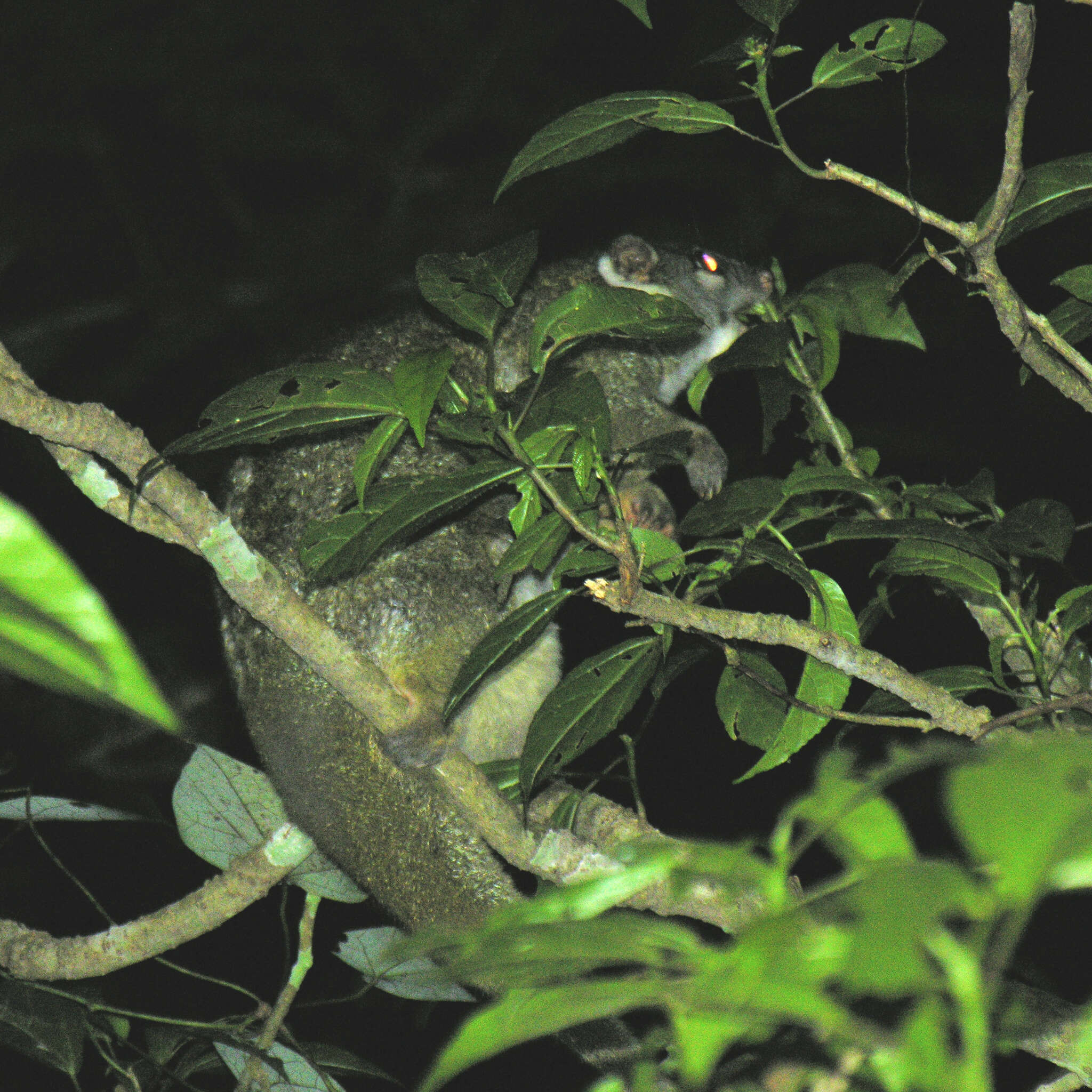 Image of Green Ringtail Possum